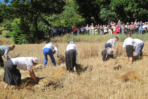 Retorno al pasado 2013 - Siega